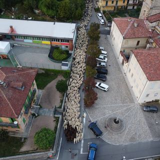 transumanza tavigliano