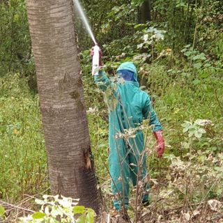 Api, vespe e calabroni, quando chiamare i Vigili del Fuoco