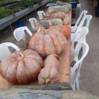 zucche anffas zucche anffas