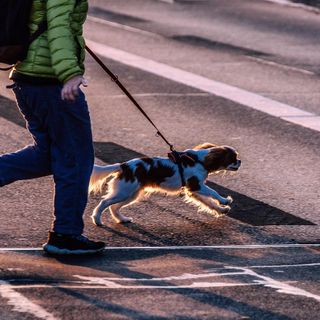 Portula, un regolamento per la tutela degli animali da affezione: non più cani a spasso senza guinzaglio (foto di repertorio) Portula, un regolamento per la tutela degli animali da affezione: non più cani a spasso senza guinzaglio (foto di repertorio)
