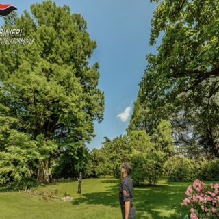 21 novembre 2025, Giornata Nazionale degli Alberi: un progetto nazionale di educazione ambientale