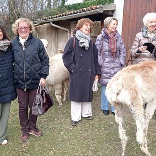 Valdilana, l’Inner Wheel Valsesia visita Alpacone: dagli alpaca ai filati di pregio