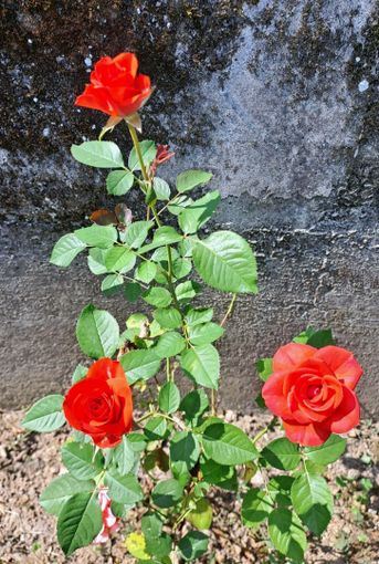 “Ammenta no ses sola! / Ricorda non sei sola!” Poesia di Nicola Loi per Su Nuraghe di Biella. “Ammenta no ses sola! / Ricorda non sei sola!” Poesia di Nicola Loi per Su Nuraghe di Biella.
