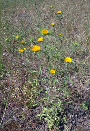 “Mossu partidu mezus godìdu”/ “Boccone diviso dà più godimento”