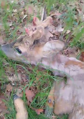 Donato: salvato un capriolo intrappolato in una recinzione elettrica, sta bene