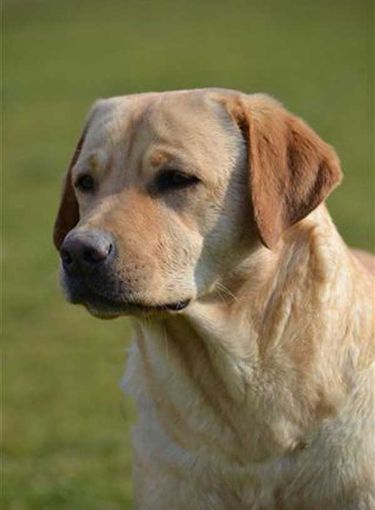 Appello urgente per il labrador Miele Appello urgente per il labrador Miele