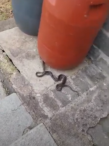 Stupore in giardino: un lettore documenta l'accoppiamento dei biacchi. Stupore in giardino: un lettore documenta l'accoppiamento dei biacchi.