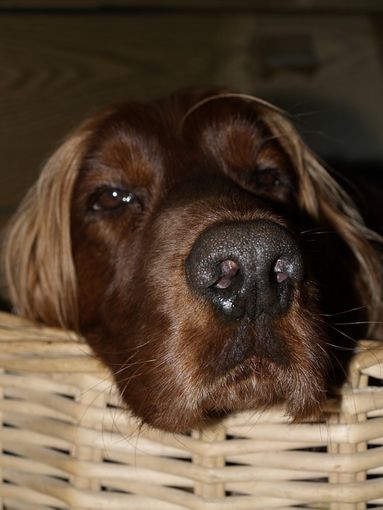 Costa troppo cremare Fido