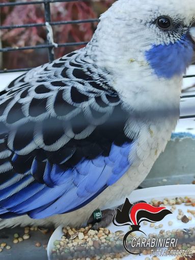 pappagallo cerrione
