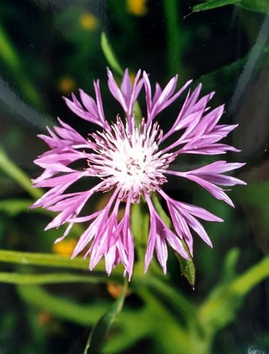 Centaurea napifolia L., 1753. Nome italiano: Fiordaliso romano. Nome sardo: Pani de àinu, Pani de molenti, Panecuccu o Panicuccu, Español: Ramona. (Fotografia di Ninni Carreras “Fiori di Gallura”, Archivio Biblioteca Comunale G.M. Dettori – Tempio Pausania).