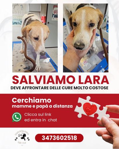 Lara, cucciola malata e coraggiosa: aiutala a vincere la sua battaglia per la vita Lara, cucciola malata e coraggiosa: aiutala a vincere la sua battaglia per la vita