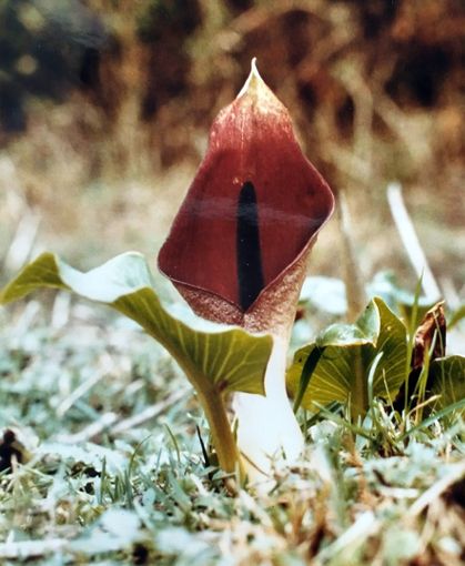Arum pictum L. Nome  italiano: gigaro sardo-corso. Nome sardo :  'ozza 'e casadina, foll'e gasadas, thothoroju, tattaruju, Tutturroi pintu . Nome in spagnolo: Aro. (Archivio Biblioteca comunale GM Dettori, Tempio Pausania per “Su Nuraghe” di Biella).