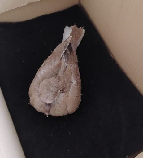 Lo sapete che anche gli uccelli possono soffrire il caldo? FOTO