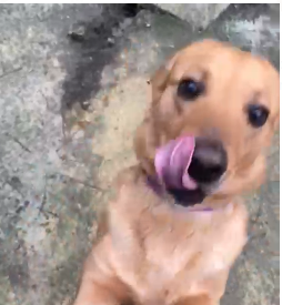 Chi vuole conoscere Lampo? VIDEO Chi vuole conoscere Lampo? VIDEO