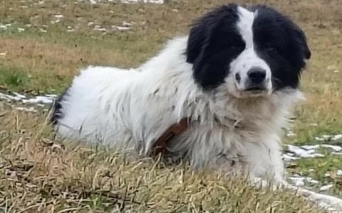 Cane scomparso da Rosazza ritrovato dopo 3 mesi in Valle d'Aosta, l’incredibile storia di Bosco