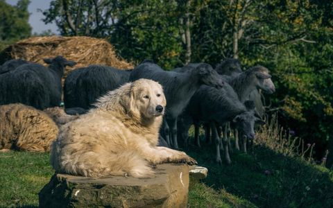 Pollone: sentieri minacciati dai cani pastore