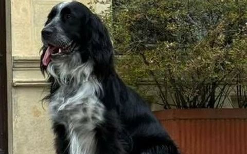 Appello per Olmo: aiutiamolo a tornare a casa