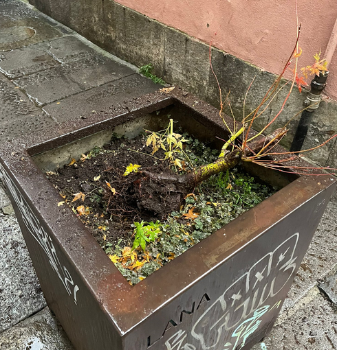dregrado vandalismo