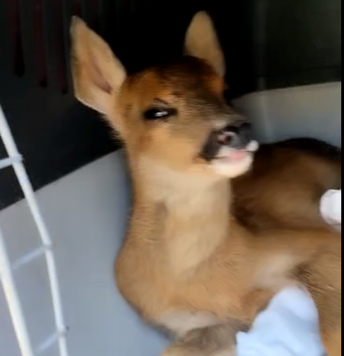 donato capriolo donato capriolo