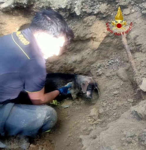 cagnolina soccorsa