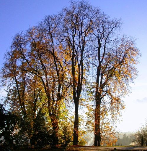 Foliage al parco Burcina per scoprire i colori dell’autunno, foto Gbo