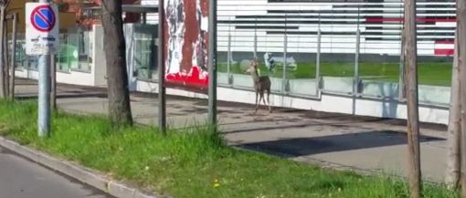 Un capriolo sperduto si aggira in città VIDEO