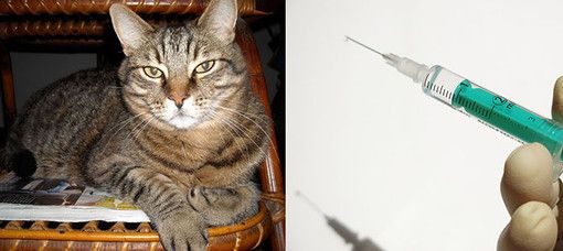 Non ho fatto sopprimere il gatto per crudeltà, ma per compassione Non ho fatto sopprimere il gatto per crudeltà, ma per compassione