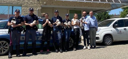 cure animali cure animali