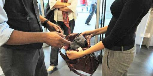 Uomo denunciato dai carabinieri per furto