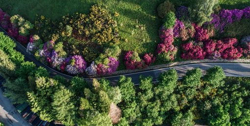 Oasi Zegna, tornano le fioriture nella splendida conca dei rododendri