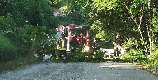 Maltempo, cade sulla strada una pianta: ad Ailoche arrivano i Vigili del Fuoco (foto di repertorio)