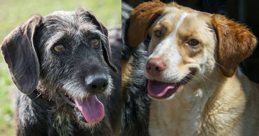 Pettinengo: getta i petardi dai vicini perché i cani abbaiano