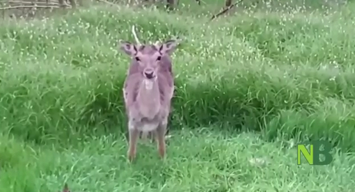 "Non toccate i piccoli di capriolo, gli costerebbe la vita"