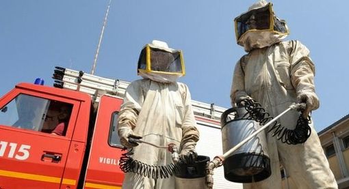 Api, vespe e calabroni, quando chiamare i Vigili del Fuoco