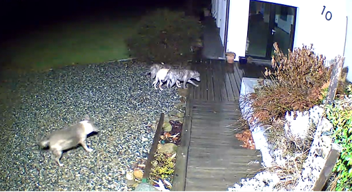 cani vaganti cani vaganti