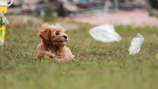 Guida pratica: come usare correttamente gli antiparassitari per cani