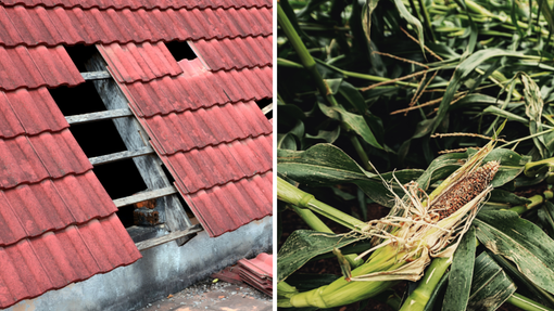 Aziende agricole ed eventi calamitosi: come segnalare i danni