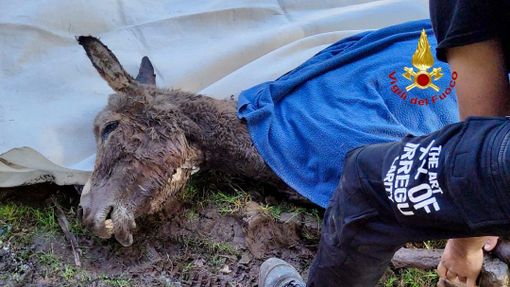Valdengo, intrappolata in una zona paludosa: l'asinella Penelope messa in salvo dai Vigili del Fuoco