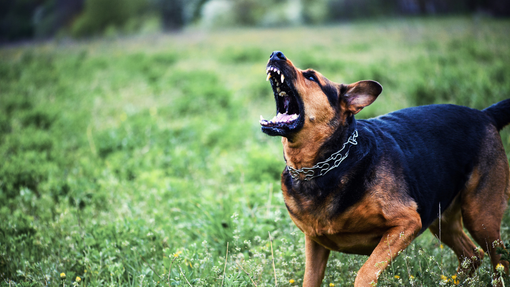 Cani aggressivi? La sicurezza è responsabilità del padrone: arriva il patentino per 27 razze