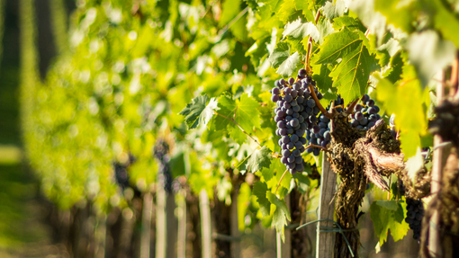 Regione Piemonte, ulteriori risorse per la vitivinicoltura: 19 milioni per promozione e turismo