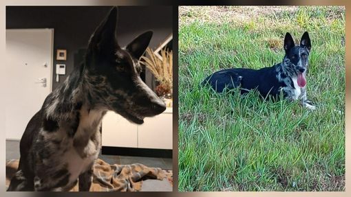 Cagnolina smarrita tra Candelo e Ponderano: aiutiamo Terry a tornare a casa!!! FOTO