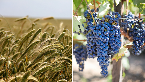 Produzioni agroalimentari e vitivinicole: nuovo bando della Regione Piemonte. Produzioni agroalimentari e vitivinicole: nuovo bando della Regione Piemonte.