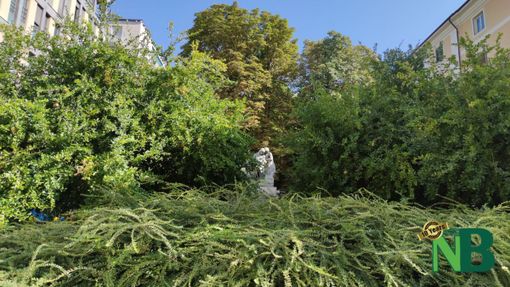 fons vitae fons vitae