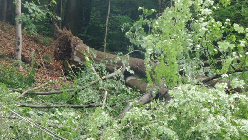 Foto Giuliano Fghera