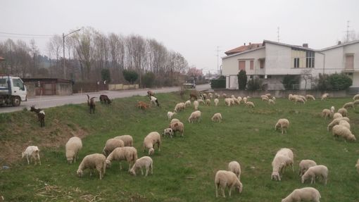 Vigliano: Un pascolo in via Milano suscita la curiosità dei biellesi Vigliano: Un pascolo in via Milano suscita la curiosità dei biellesi