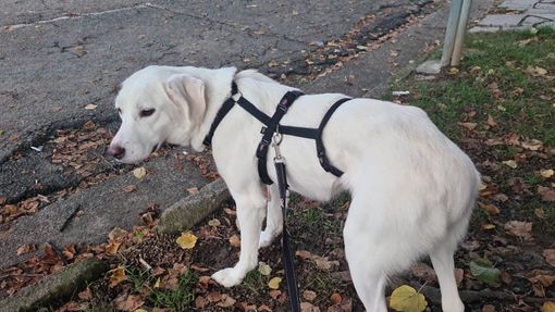 Scappata a Caresanablot, aiutateci a trovarla!