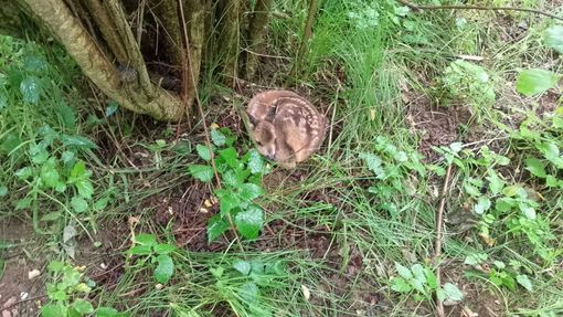 Due interventi a Pray nella stessa mattinata da parte del Personale per il recupero della fauna selvatica