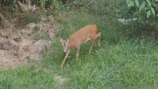 Bioglio, una femmina di capriolo sui terreni di un lettore.