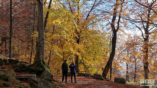 “Camminanatura 2024” a ottobre un’escursione fra i colori della Burcina.