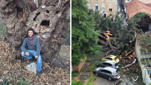 Nel Biellese meteo avverso, come evitare la caduta degli alberi? La parola dell’esperto - Foto di Samuele Ratti.